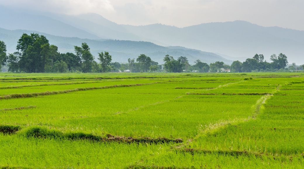 Rice paddy fields in Terai, Nepal