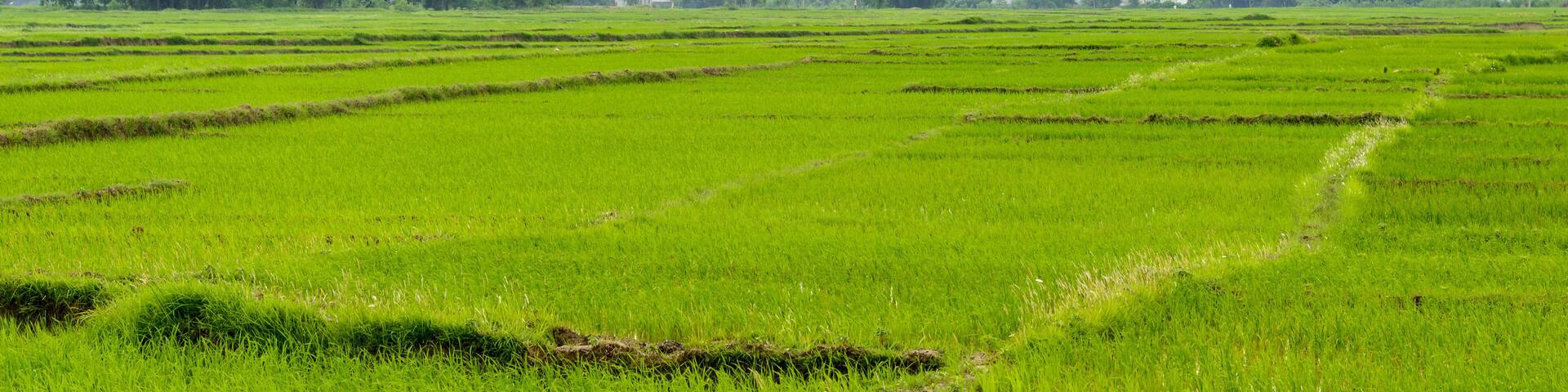 Rice paddy fields in Terai, Nepal