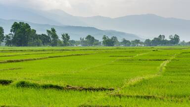 Rice paddy fields in Terai, Nepal