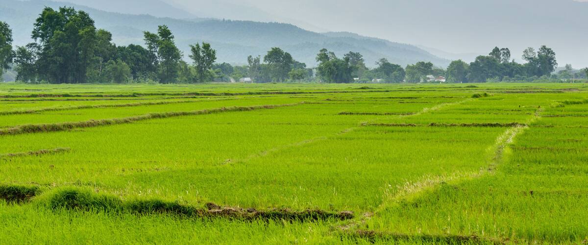 A lush green rice paddy field with terraced rows, surrounded by trees and distant mountains under a cloudy sky.
