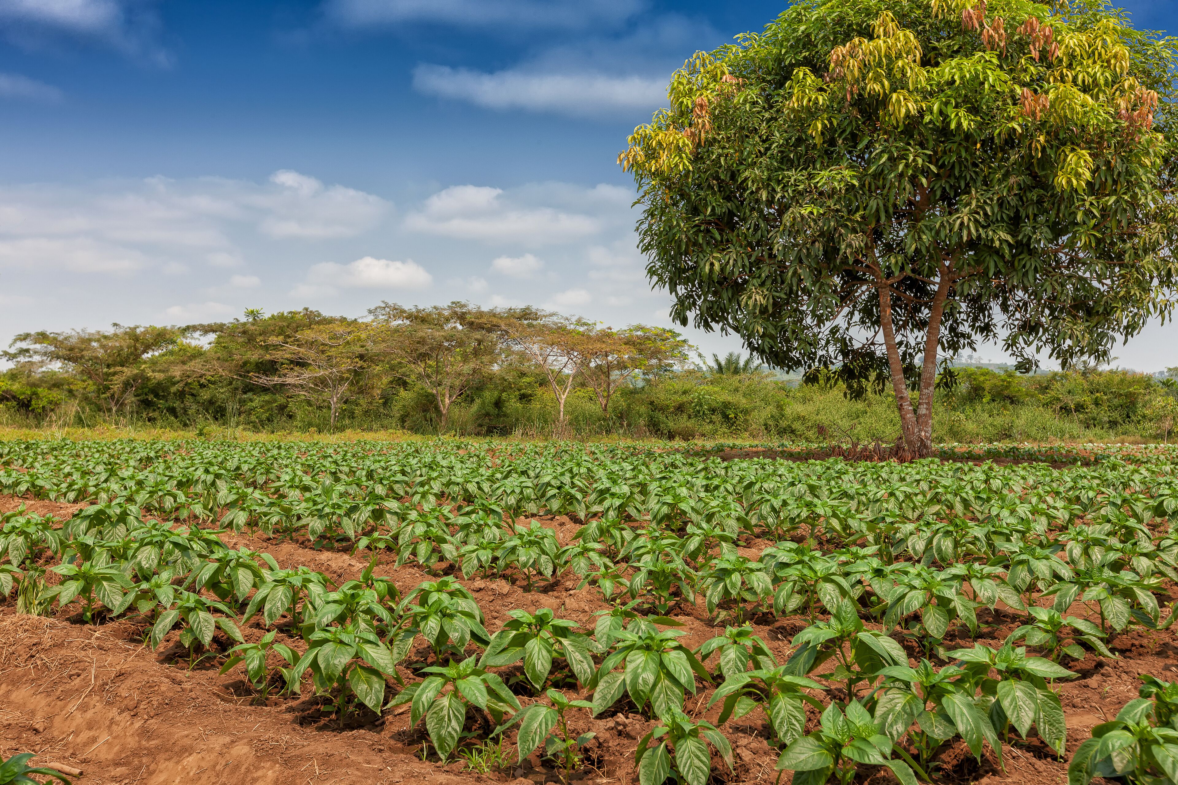 Rural plantation in the middle of the cabinda jungle. Angola, Africa.