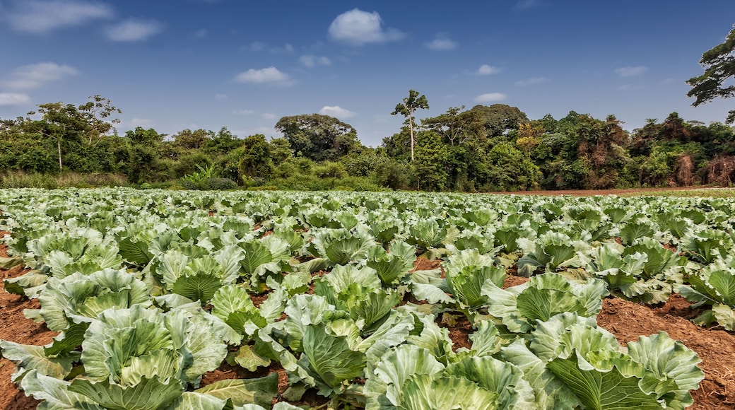 Rural plantation of cabbages in the middle of the cabinda jungle. Angola, Africa.