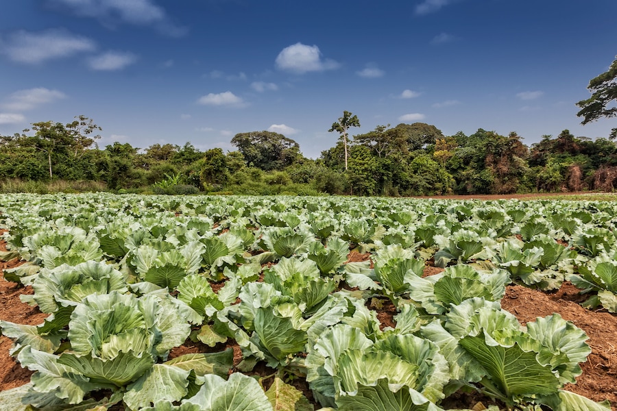 Rural plantation of cabbages in the middle of the cabinda jungle. Angola, Africa.