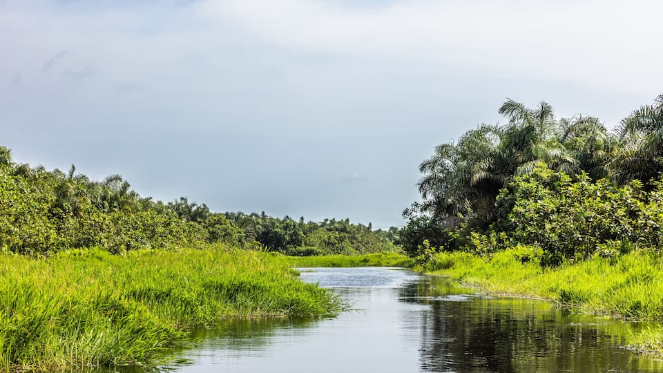A calm river surrounded by lush greenery and dense foliage.