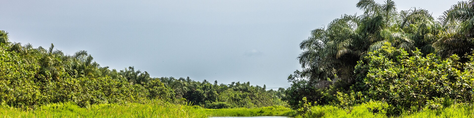 The mangrove is located in a serene environment in the coastal region of Epe. Epe is a very calm city far from the hustle and bustle of Lagos.
