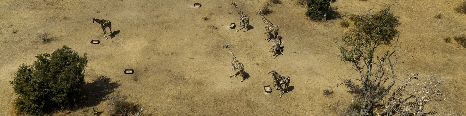 Aerial view of giraffes congregating around feeding stations in a dry, sun-drenched landscape, the golden earth contrasting with the dark spots of the giraffes, Bauchi, Bauchi, Nigeria.