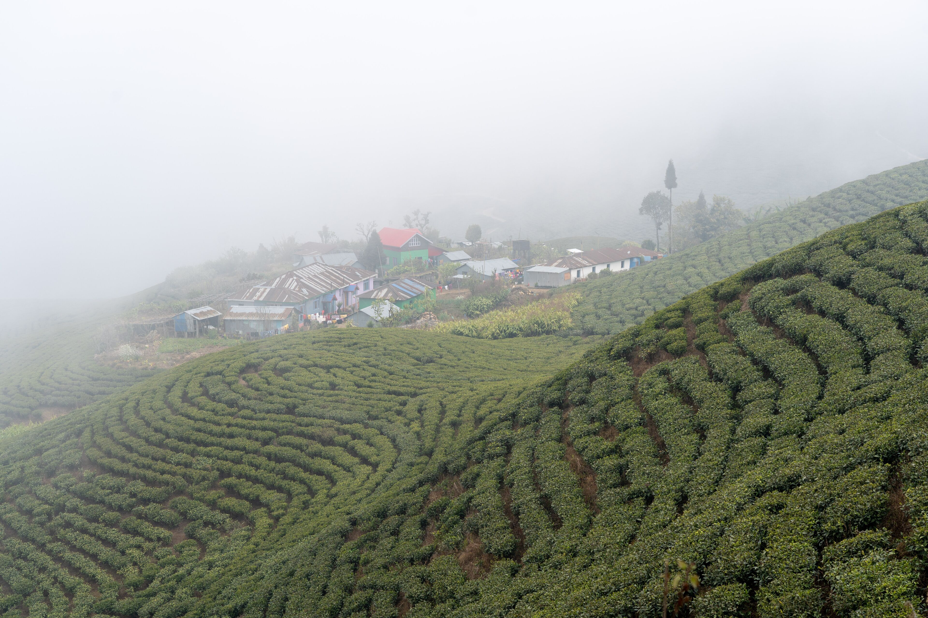 Ilam Tea Gardens