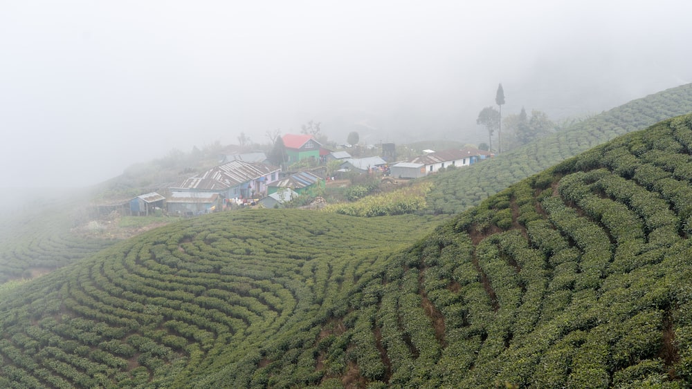 Ilam Tea Gardens