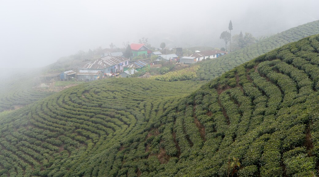 Ilam Tea Gardens