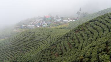 Une plantation de thé embrumée, avec des champs en terrasses et un petit village aux maisons aux couleurs vives.