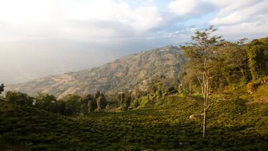 Tea plants cover the hillside in the Ilam district.