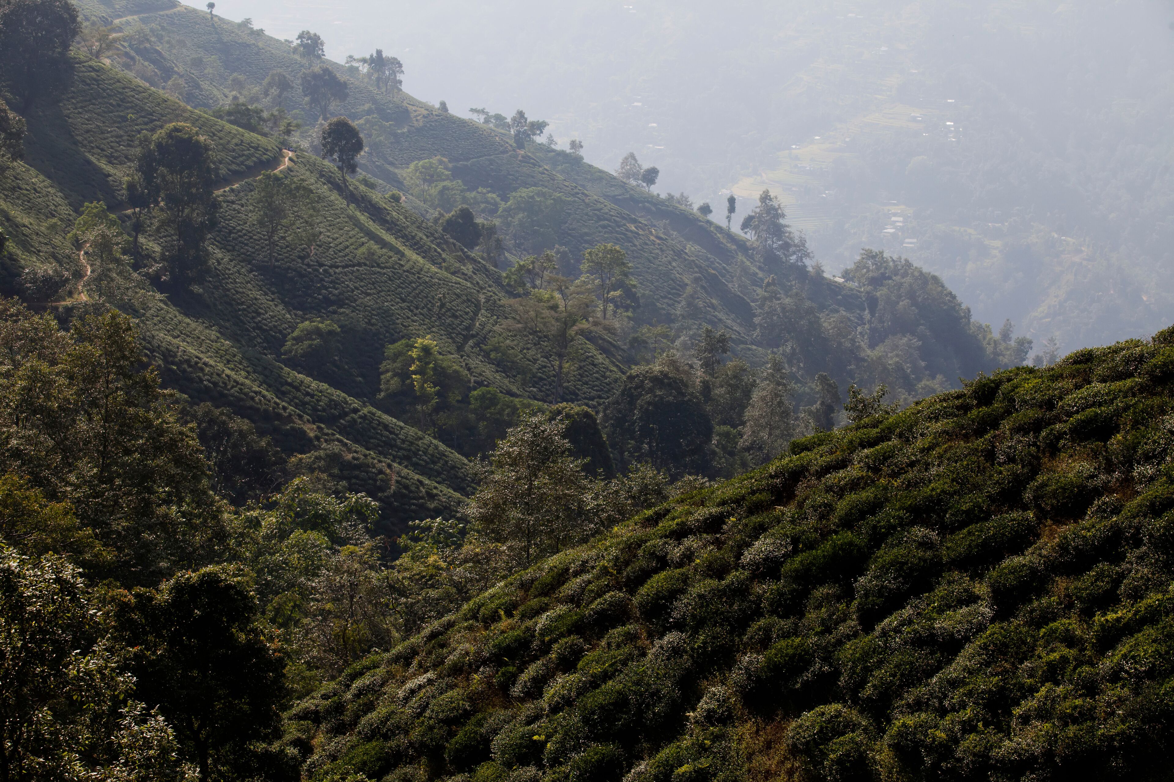 Tea plants cover the hillside in the Ilam district.