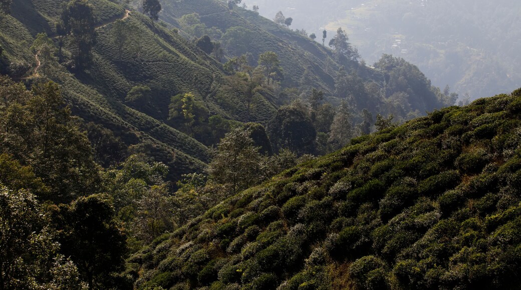 Tea plants cover the hillside in the Ilam district.