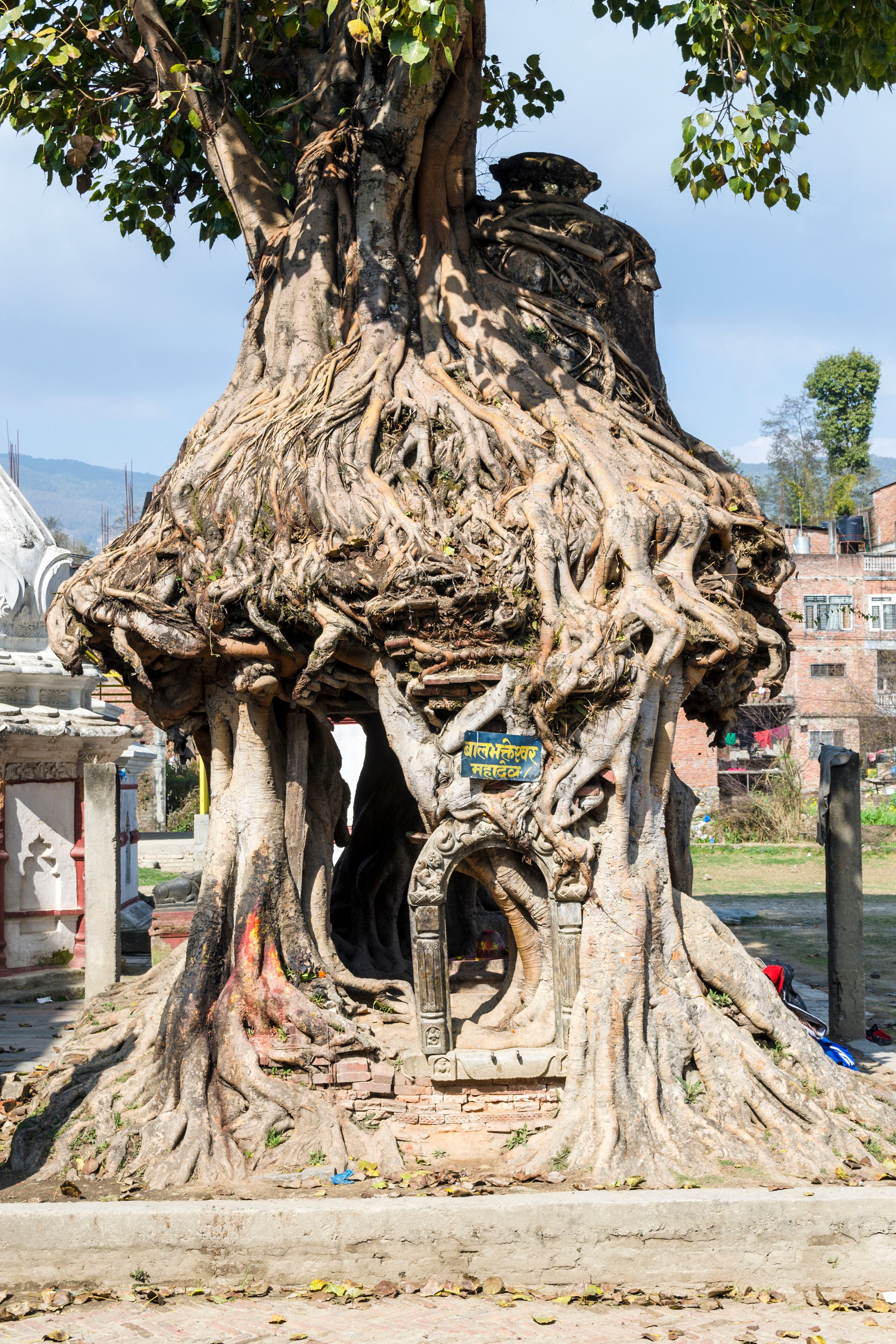The tree shrine in Gokarna Mahadev temple, Gokarneshwar in Kathmandu valley, Gokarna, Nepal