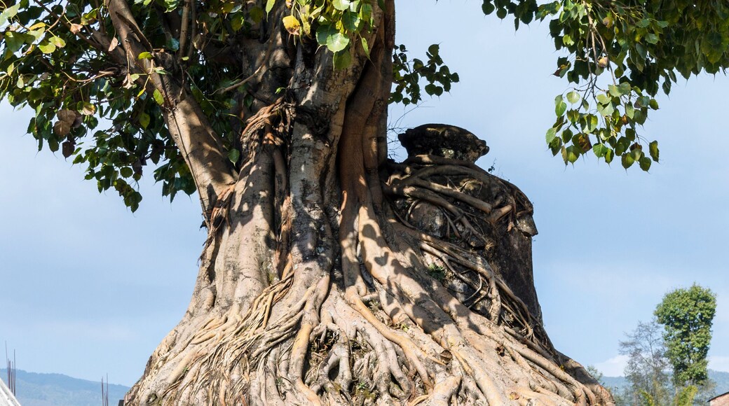 The tree shrine in Gokarna Mahadev temple, Gokarneshwar in Kathmandu valley, Gokarna, Nepal
