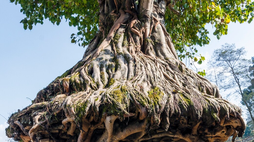 The tree shrine in Gokarna Mahadev temple, Gokarneshwar in Kathmandu valley, Gokarna, Nepal