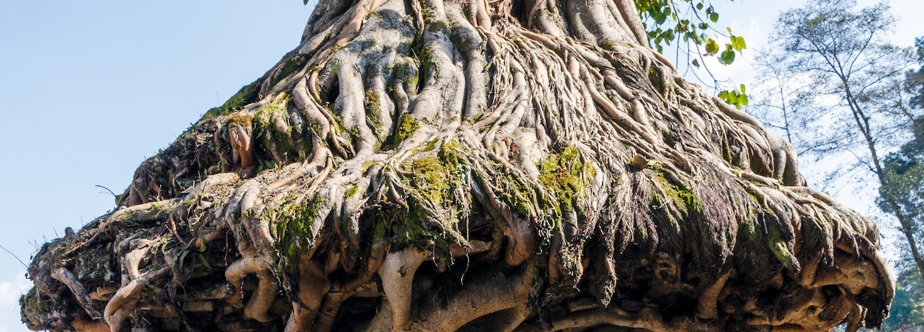 The tree shrine in Gokarna Mahadev temple, Gokarneshwar in Kathmandu valley, Gokarna, Nepal