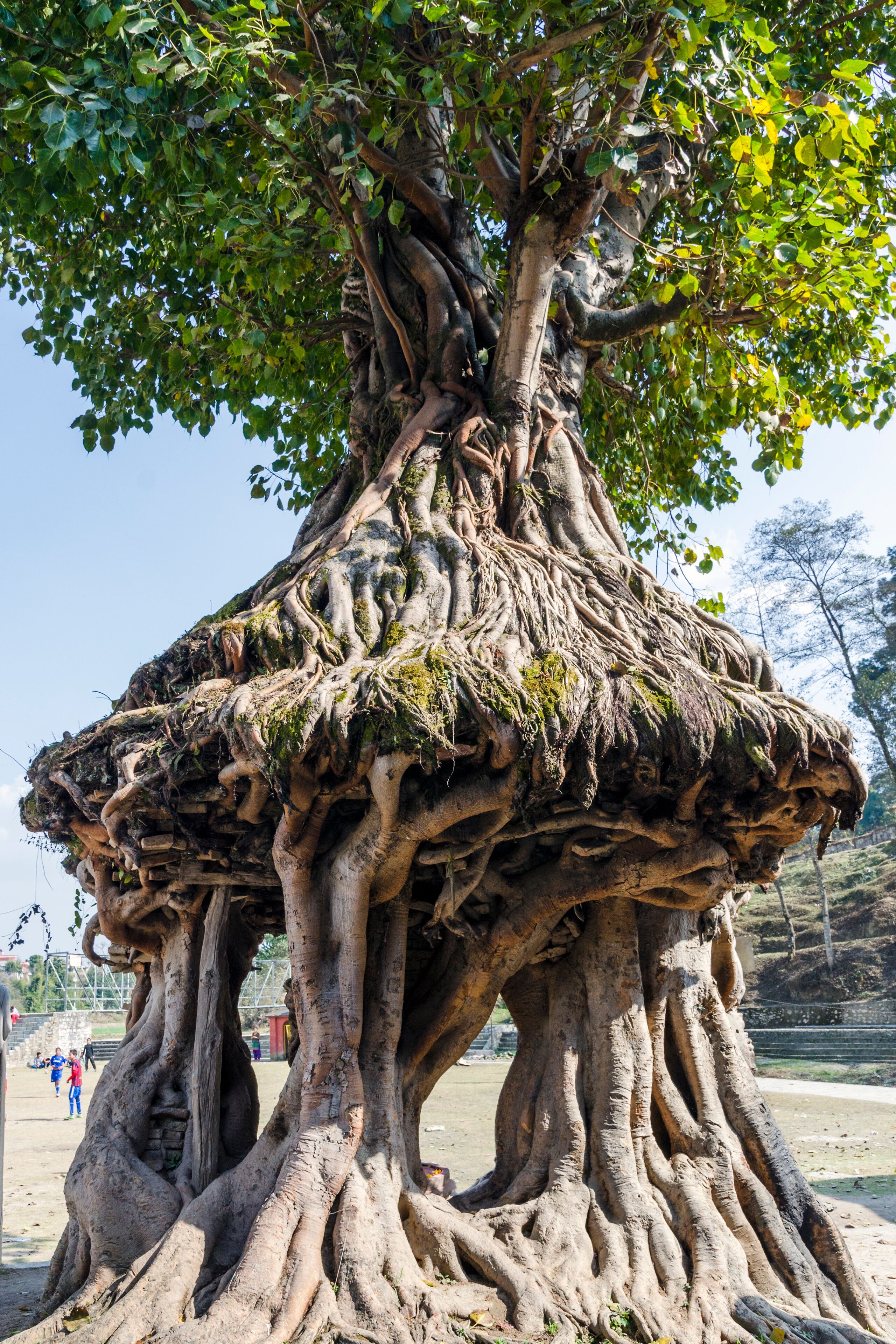 A large tree with extensive roots and a thick trunk.