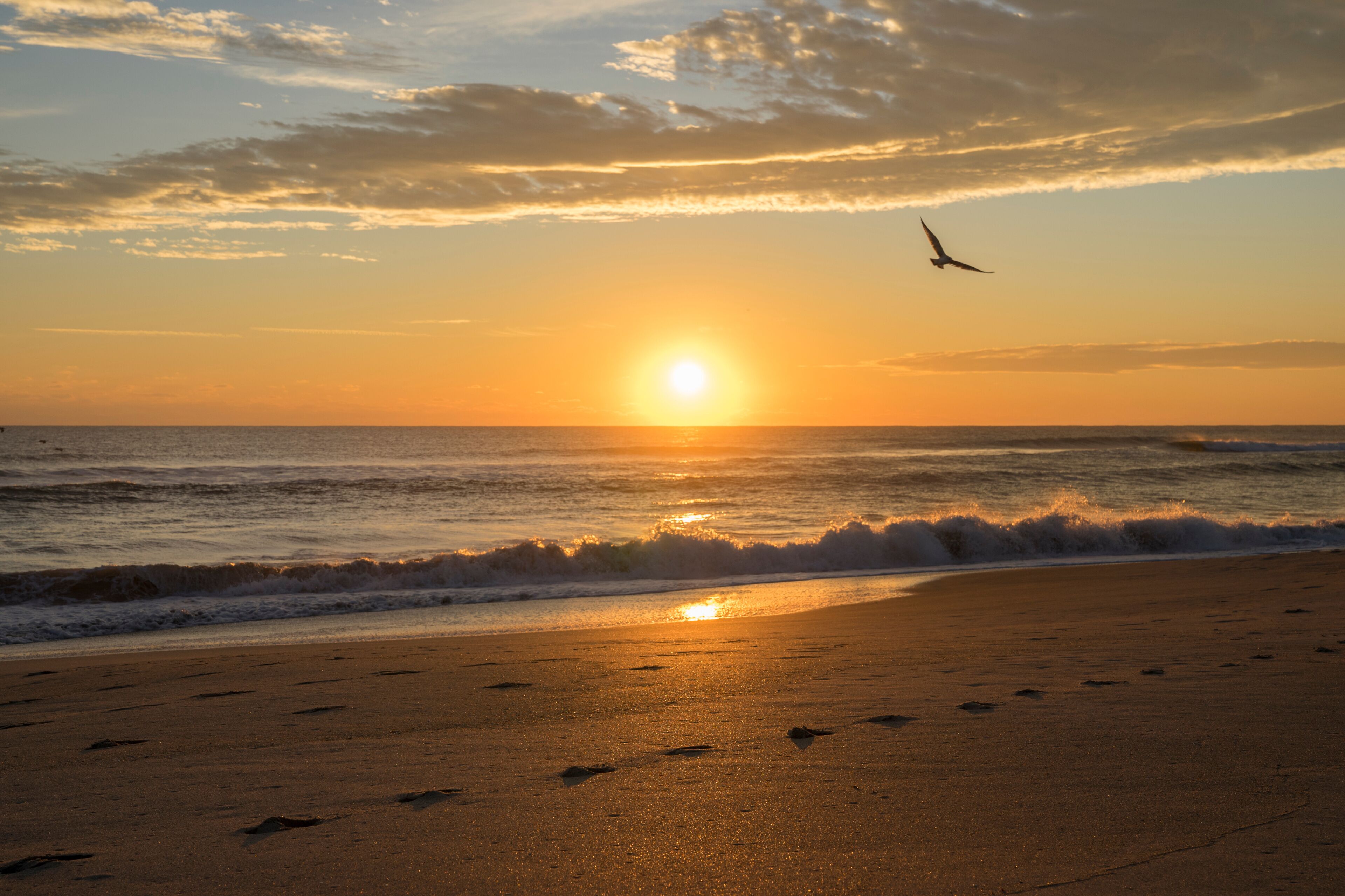 Sunrise with a seagull in Florida