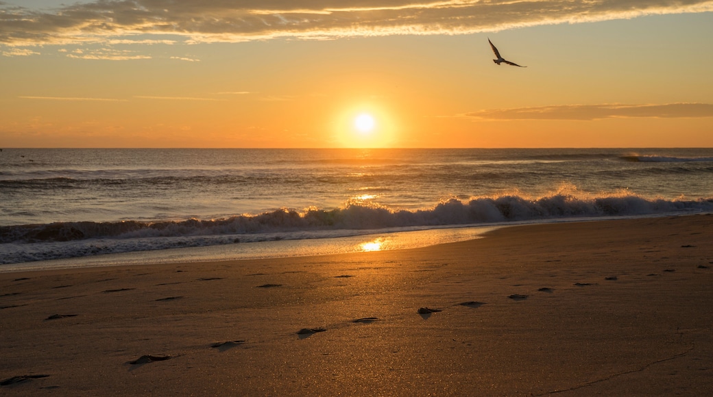 Sunrise with a seagull in Florida