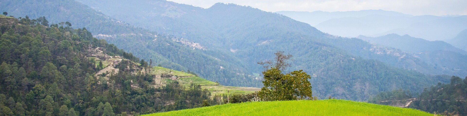 Rice Paddy Fields of HImalayas Nepal in Doti