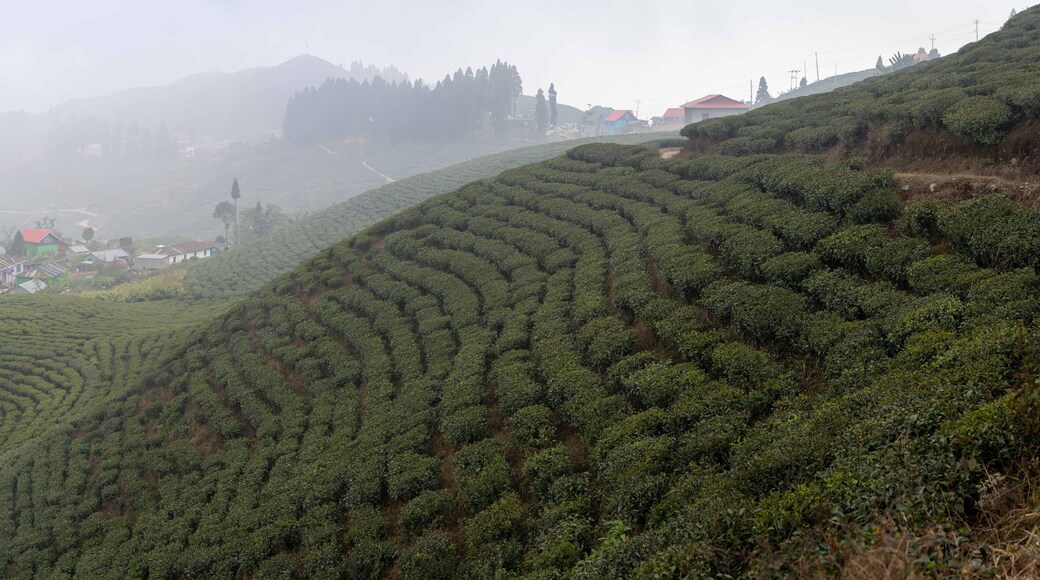 Ilam Tea Gardens