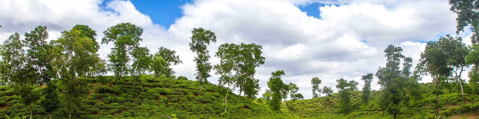 Tea resort field landscape in Moulovibazar, Bangladesh.