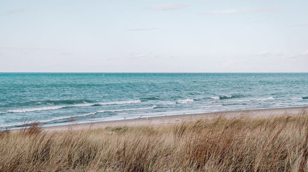 Summer grasses and the sandy beach shores with wading white seagulls along the blue waters of Lake Michigan in Indiana Sand Dunes National Park, Indiana, USA.