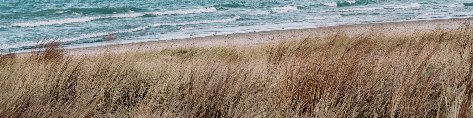 Summer grasses and the sandy beach shores with wading white seagulls along the blue waters of Lake Michigan in Indiana Sand Dunes National Park, Indiana, USA.