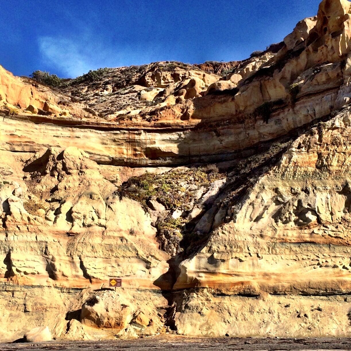 Creeping crevice.  December 2013 

#localgem

#beach 
At Torrey Pines
