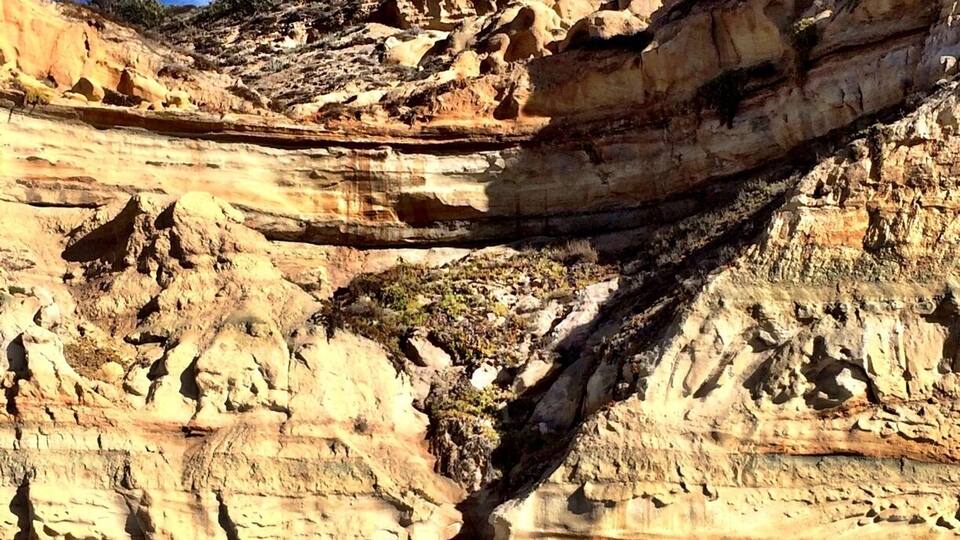 Creeping crevice. December 2013
#localgem
#beach
At Torrey Pines