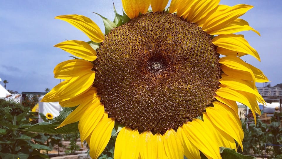 Foud this giant #sunflower in a maze at the San Diego county fair The theme is the mad hatter and #Aliceinwonderland this year. Also lots of exhibits about sustainable and organic gardening