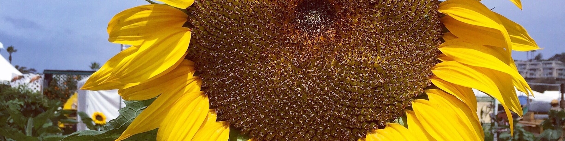 Foud this giant #sunflower in a maze at the San Diego county fair  The theme is the mad hatter and #Aliceinwonderland this year. Also lots of exhibits about sustainable and organic gardening