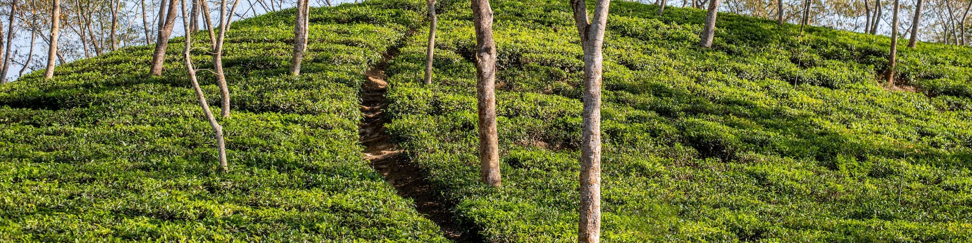 Tea Garden in Bangladesh The tea garden was very beautiful located in Srimangale, Moulvibazar district in Sylhet Bangladesh.