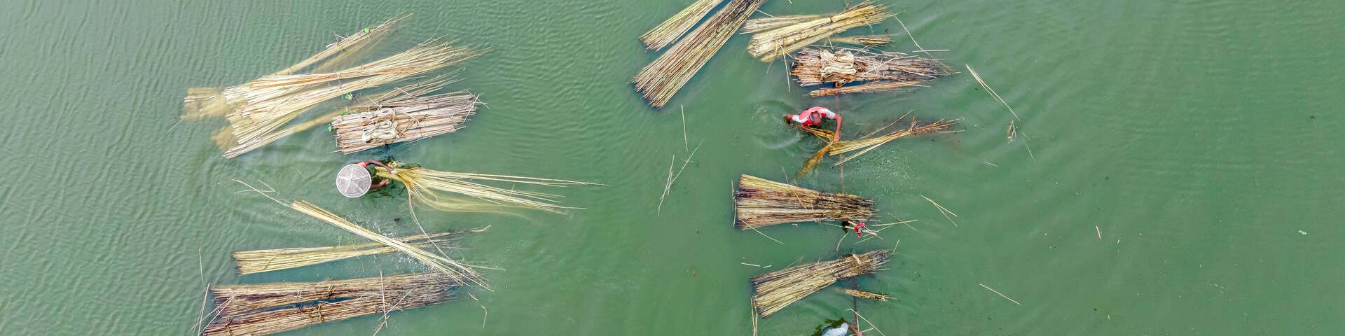Farmers are busy separating jute fibre from stalks in a water body at Sarkerpara village in Naldanga Upazila of Natore district, Bangladesh.