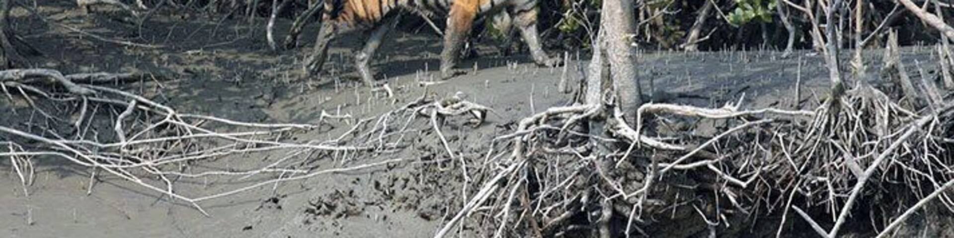 A tiger walking through a mangrove forest.
