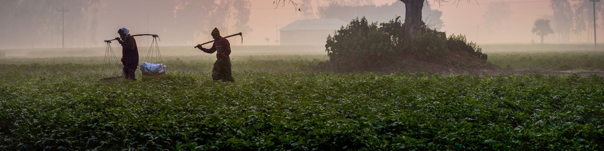 Bogura, Bangladesh - 31 January 2019: View of farmers silhouetted against the soft, diffused light of dawn, working the misty fields near the Bogura district.