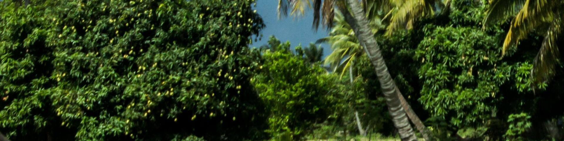 A plantation of Coconut palm trees against a dark and stormy sky, just outside the town of Massinga in Mozambique.