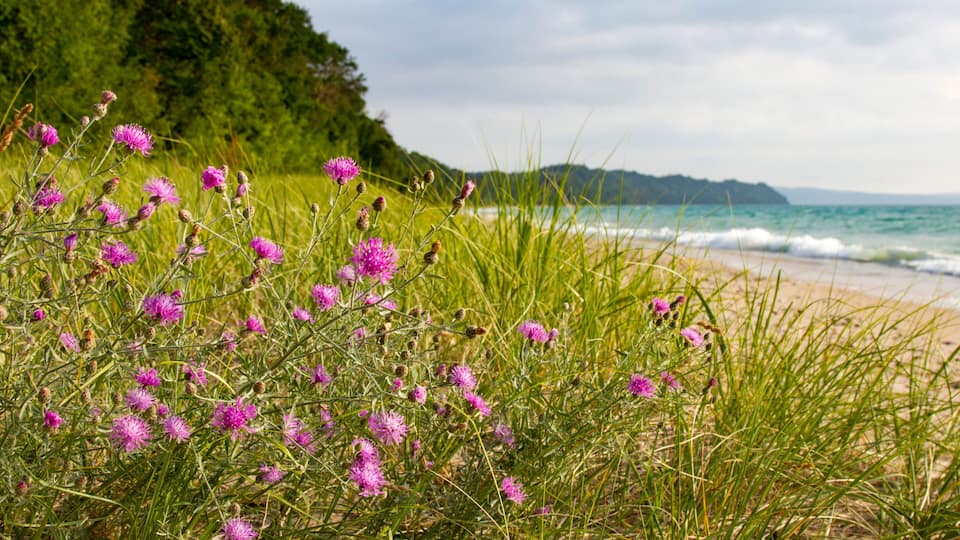 A beach with purple flowers and a forested hill in the background.