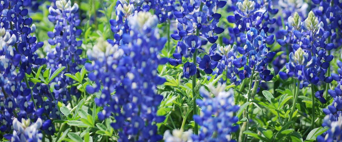 Blue Bonnets