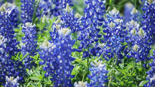 Blue Bonnets
