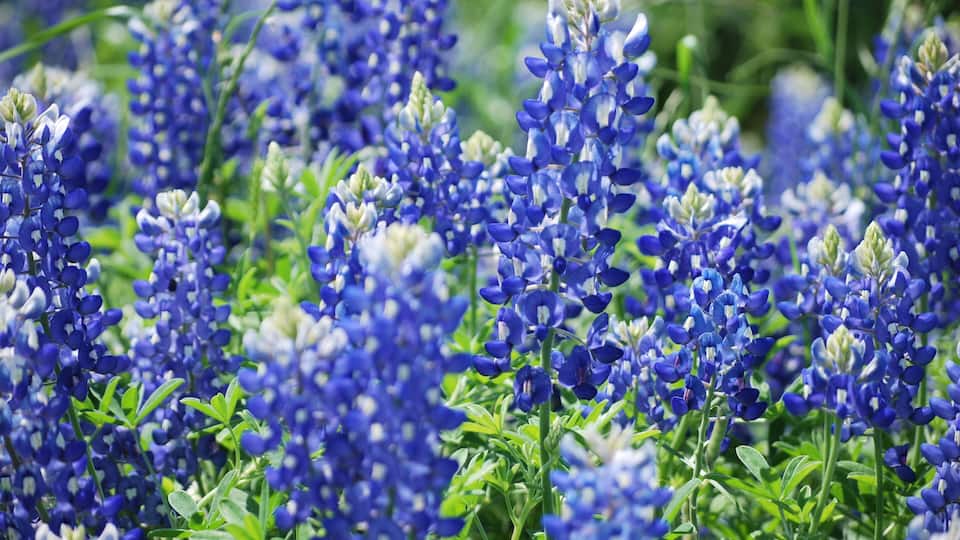 A field of blue lupine flowers.