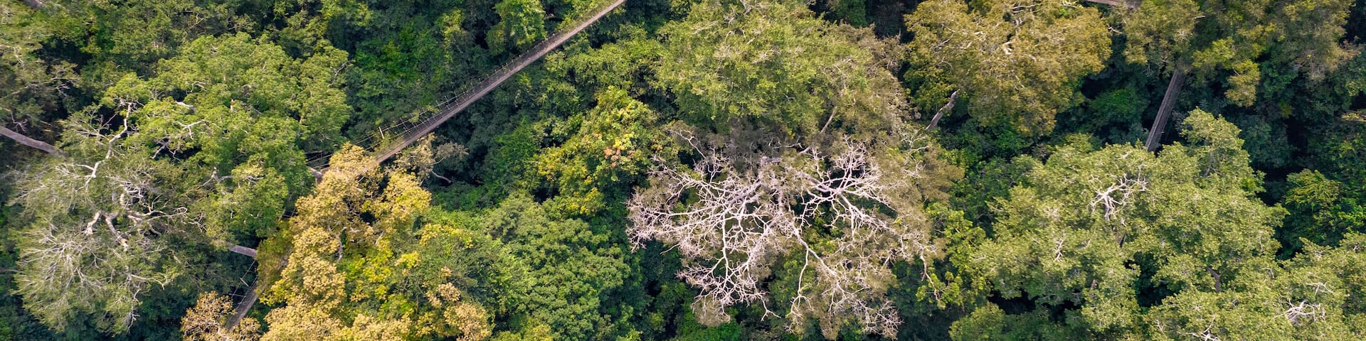 Kakum National Park & Canopy Walkway, Cape Coast, Ghana.