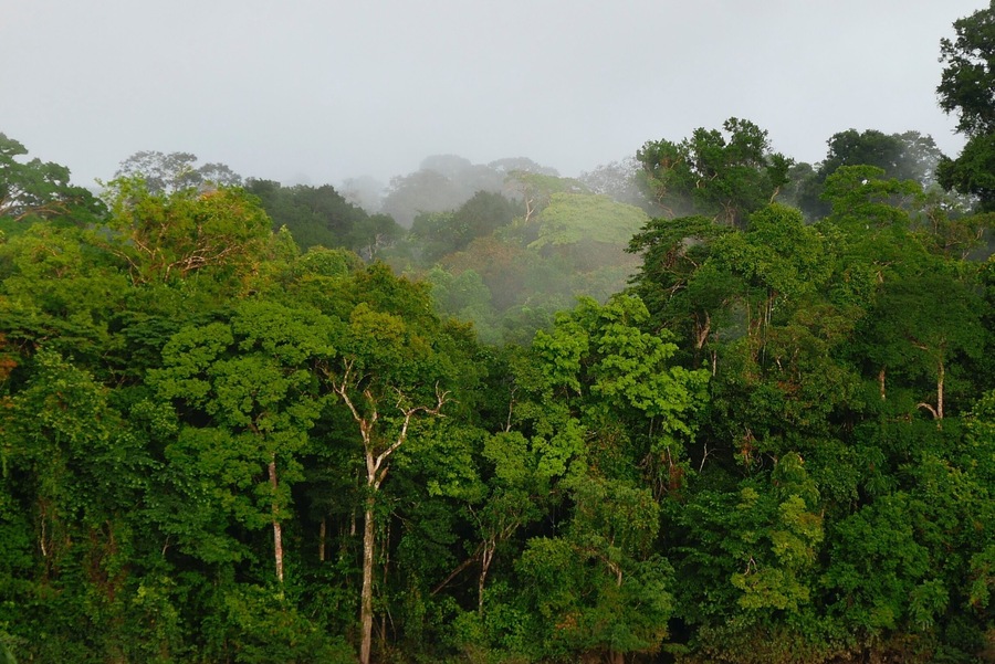 Beautifull jungle