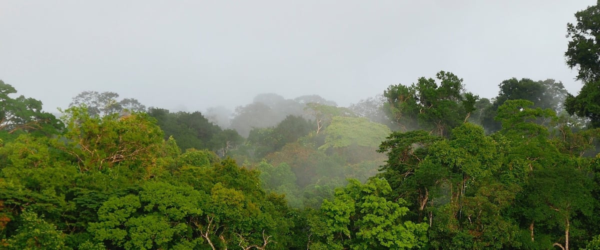 A dense forest with tall trees and a misty atmosphere.