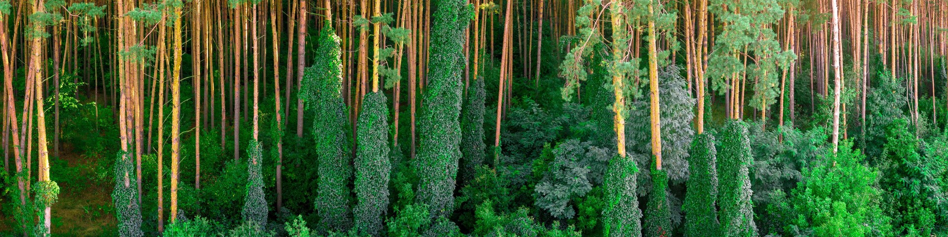 Natural background. Pine forest with braided twisted plants and tree trunks.