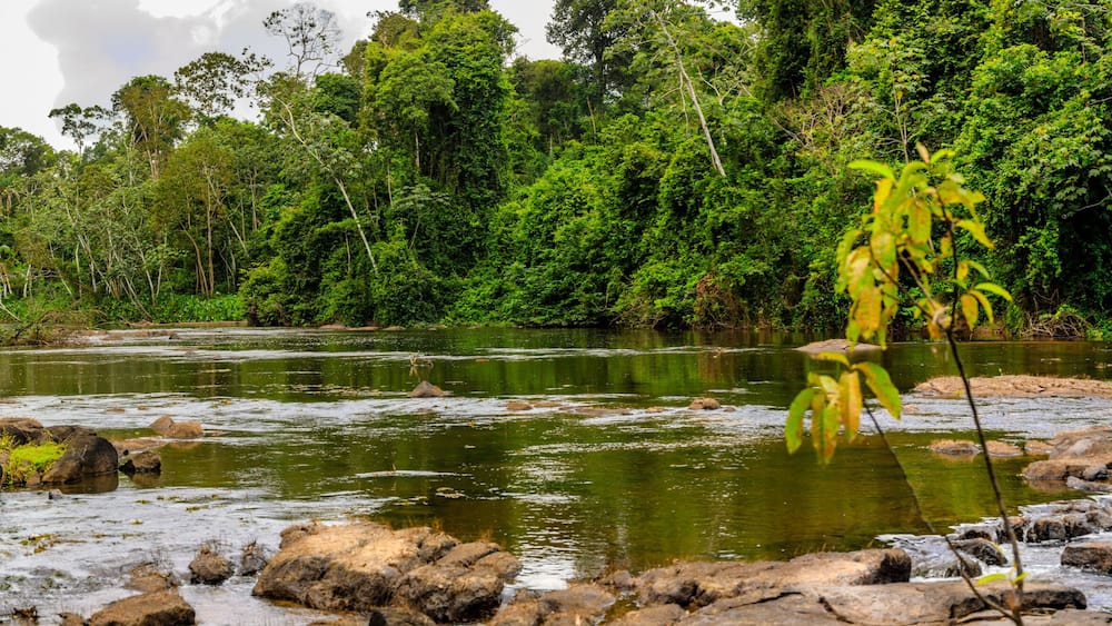 The beautiful nature of Surinam