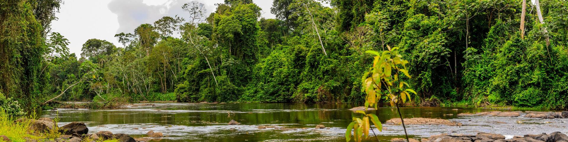 The beautiful nature of Surinam