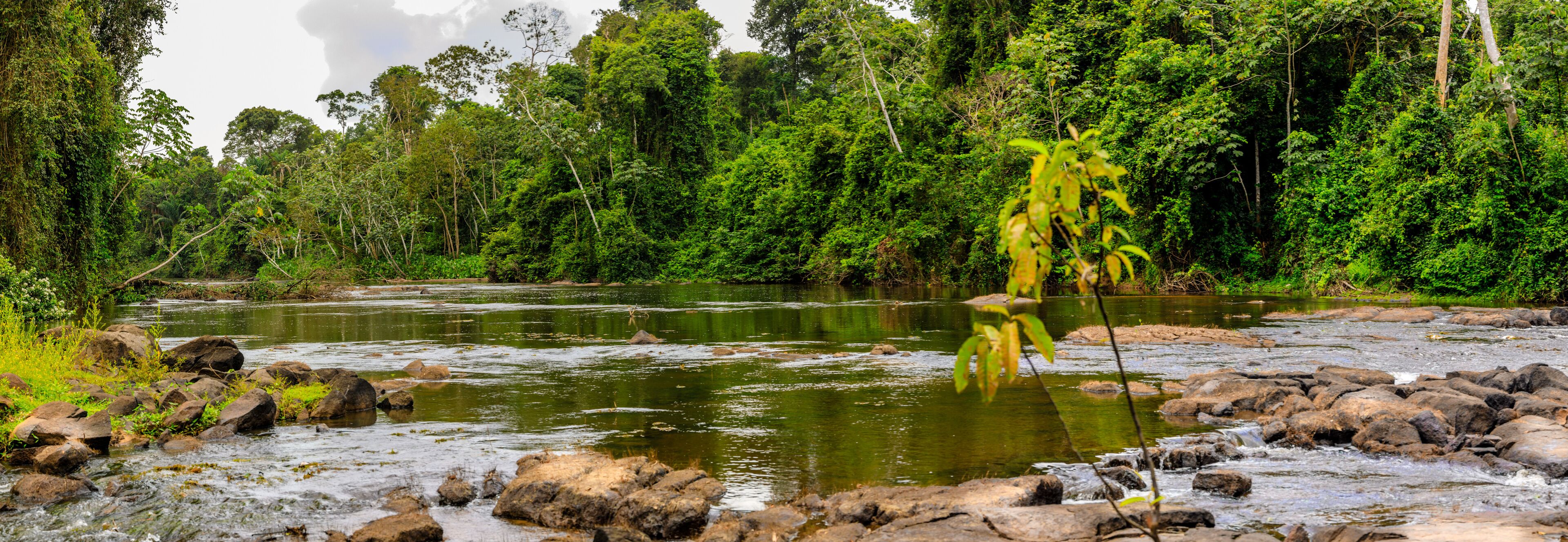 A river with rocks and dense green forest in the background.