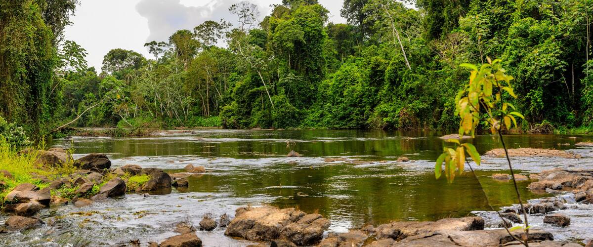A river with rocks and dense green forest in the background.